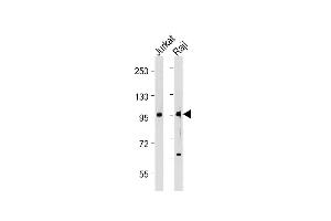 All lanes : Anti-P4K1 Antibody at 1:2000 dilution Lane 1: Jurkat whole cell lysate Lane 2: Raji whole cell lysate Lysates/proteins at 20 μg per lane. (MAP4K1 anticorps  (Tyr381))