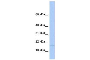 WB Suggested Anti-MED21 Antibody Titration:  0. (MED21 anticorps  (Middle Region))