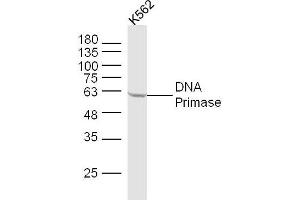 anti-DNA Primase (AA 51-150) antibody