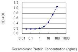 Detection limit for recombinant GST tagged POLRMT is 0. (POLRMT anticorps  (AA 1-100))