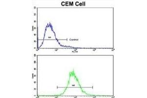 Flow cytometric analysis of CEM cells using CD36 Antibody (Center)(bottom histogram) compared to a negative control cell (top histogram). (CD36 anticorps  (AA 213-242))