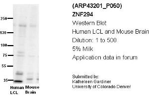 Image no. 2 for anti-Zinc Finger Protein 294 (ZNF294) (N-Term) antibody (ABIN2774736) (RNF160 anticorps  (N-Term))