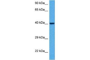 Host:  Mouse  Target Name:  KCNK3  Sample Tissue:  Mouse Kidney  Antibody Dilution:  1ug/ml