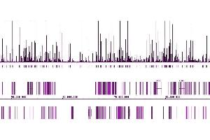 Androgen Receptor antibody (pAb) tested by ChIP-Seq.