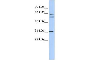 WB Suggested Anti-SIGLEC10 Antibody Titration:  0. (SIGLEC10 anticorps  (Middle Region))
