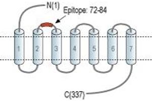 Representative domain view of the target of ABIN7043168.