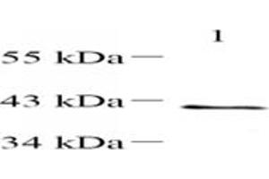 Immunohistochemistry analysis of paraffin-embedded mouse testis using,WDR92 (ABIN7076222) at dilution of 1: 4200