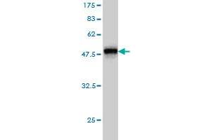 Western Blot detection against Immunogen (46.