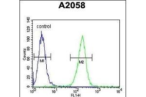 MOBKL1B Antibody (C-term) (ABIN391568 and ABIN2841505) flow cytometric analysis of  cells (right histogram) compared to a negative control cell (left histogram). (MOB1A anticorps  (C-Term))