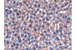 Detection of a1AGP in Mouse Liver Tissue using Polyclonal Antibody to Alpha-1-Acid Glycoprotein (a1AGP)