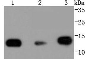 Lane 1: Hela, Lane 2: NIH/3T3, Lane 3: PC12 lysates probed with Histone H2B (3A6) Monoclonal Antibody  at 1:1000 overnight at 4˚C. (Histone H2B anticorps)