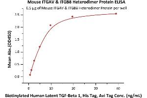 Immobilized Mouse ITGAV&ITGB8 Heterodimer Protein, His Tag&Tag Free (ABIN6731263,ABIN6809904) at 5 μg/mL (100 μL/well) can bind Biotinylated Human Latent  1, His,Avitag (ABIN6386432,ABIN6388257) with a linear range of 1-10 ng/mL (QC tested). (ITGAV/ITGB8 Protein (AA 31-988) (His tag))