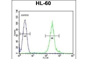 FANCC Antibody (C-term) (ABIN653475 and ABIN2842896) flow cytometric analysis of HL-60 cells (right histogram) compared to a negative control cell (left histogram). (FANCC anticorps  (C-Term))