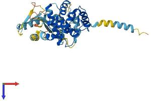 2'-5' Oligoadenylate Synthetase 1B (OAS1B) (AA 1-376) protein (His tag)