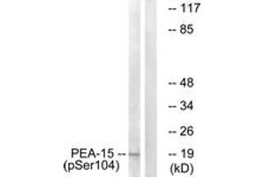 Western blot analysis of extracts from COS7 cells treated with TNF 20ng/ml 5', using PEA-15 (Phospho-Ser104) Antibody. (PEA15 anticorps  (pSer104))