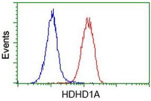 Flow cytometric Analysis of Hela cells, using anti-HDHD1A antibody (ABIN2454395), (Red), compared to a nonspecific negative control antibody, (Blue). (HDHD1 anticorps)