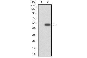 Western Blotting (WB) image for anti-Cytochrome P450, Family 3, Subfamily A, Polypeptide 4 (CYP3A4) (AA 243-430) antibody (ABIN1497736) (CYP3A4 anticorps  (AA 243-430))