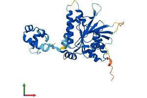 AlphaFold protein structure predicition of Mouse Recombinant Rad51d Protein, UniprotID O55230