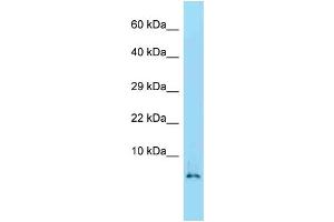 WB Suggested Anti-Hmgn2 Antibody   Titration: 1. (HMGN2 anticorps  (Middle Region))