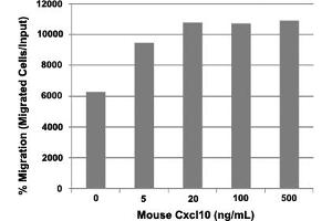 Human T cells were allowed to migrate to mouse Cxcl10 at (0, 5, 20, 100 and 500 ng/mL).