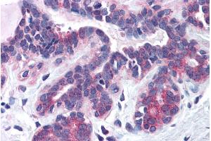 ABIN184967 (3. (SNX16 anticorps  (N-Term))