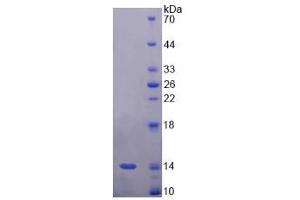 SDS-PAGE analysis of Rat Corin Protein. (Corin Protéine)