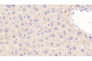 Detection of NOS1AP in Mouse Liver Tissue using Polyclonal Antibody to Nitric Oxide Synthase 1 Adaptor Protein (NOS1AP) (NOS1AP anticorps  (AA 19-251))