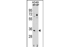 Western blot analysis in A549 cell line lysates (35ug/lane). (ATP1B2 anticorps  (C-Term))