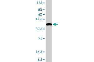 Western Blot detection against Immunogen (37.