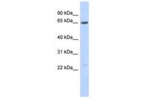 SSX7 antibody  (AA 107-156)