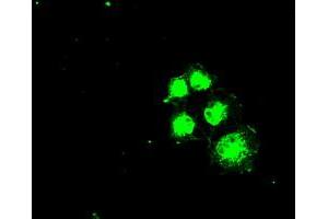 Anti-SLC2A5 mouse monoclonal antibody (ABIN2452341) immunofluorescent staining of COS7 cells transiently transfected by pCMV6-ENTRY SLC2A5 (RC200418). (SLC2A5 anticorps)