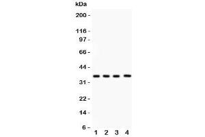 Western blot testing of PBK antibody and Lane 1:  rat testis;  2: mouse testis;  3: human placenta;  4: (h) Jurkat lysate. (PBK anticorps  (AA 71-322))