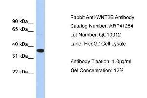 WB Suggested Antibody  Titration: 1. (WNT2B anticorps  (Middle Region))