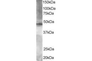 ABIN184848 staining (1.