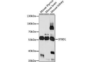 Western blot analysis of extracts of various cell lines, using BTBD1 antibody (ABIN7265952) at 1:1000 dilution. (BTBD1 anticorps  (C-Term))