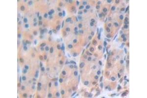 IHC-P analysis of Mouse Tissue, with DAB staining. (Gastrokine 3 anticorps  (AA 38-177))