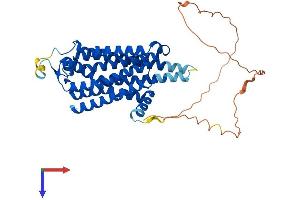 Adenosine A2a Receptor (ADORA2A) (AA 1-410) protein (His tag)