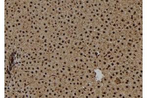 ABIN6267146 at 1/100 staining Rat liver tissue by IHC-P. (NPM1 anticorps  (pThr95))