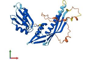 AlphaFold protein structure predicition of Human Recombinant RDM1 Protein, UniprotID Q8NG50