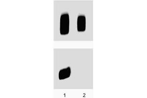 Westen Blot: Rat Cerebrum lysate was either left untreated (lane 1) or treated (lane 2) with 150U/ml of lambda phosphatase for 1 hour at 37°C.