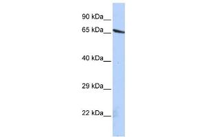 Western Blotting (WB) image for anti-Olfactomedin-Like 2A (OLFML2A) antibody (ABIN2459671) (OLFML2A anticorps)