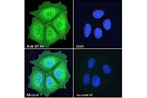 ABIN334524 Immunofluorescence analysis of paraformaldehyde fixed MCF7 cells, permeabilized with 0.