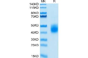 Biotinylated Human LILRA5 on Tris-Bis PAGE under reduced condition.