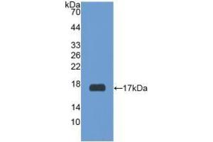 Detection of Recombinant RXFP1, Human using Polyclonal Antibody to Relaxin/Insulin Like Family Peptide Receptor 1 (RXFP1) (RXFP1 anticorps  (AA 260-409))
