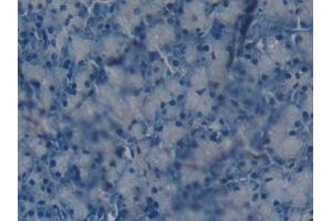 Detection of GSTo1 in Mouse Pancreas Tissue using Polyclonal Antibody to Glutathione S Transferase Omega 1 (GSTo1)
