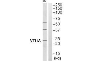 Western blot analysis of extracts from 3T3 cells, using VTI1A antibody. (VTI1A anticorps  (Internal Region))