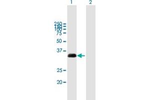 Western Blot analysis of TXNDC1 expression in transfected 293T cell line by TXNDC1 MaxPab polyclonal antibody. (TMX1 anticorps  (AA 1-280))