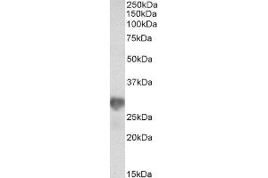 ABIN2564170 (0. (NNMT anticorps  (AA 171-182))