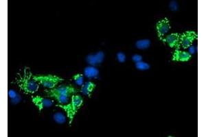 Anti-SIRT5 mouse monoclonal antibody (ABIN2454822) immunofluorescent staining of COS7 cells transiently transfected by pCMV6-ENTRY SIRT5 (RC200189). (SIRT5 anticorps)