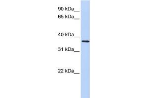 WB Suggested Anti-FBXO8 Antibody Titration: 0. (FBXO8 anticorps  (Middle Region))